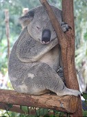 Sleeping Koala II